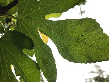 Close-up of leaves against blurred background