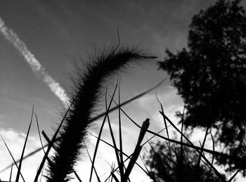 Low angle view of silhouette plants on field against sky