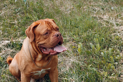 View of a dog on field