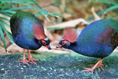 Close-up of two birds