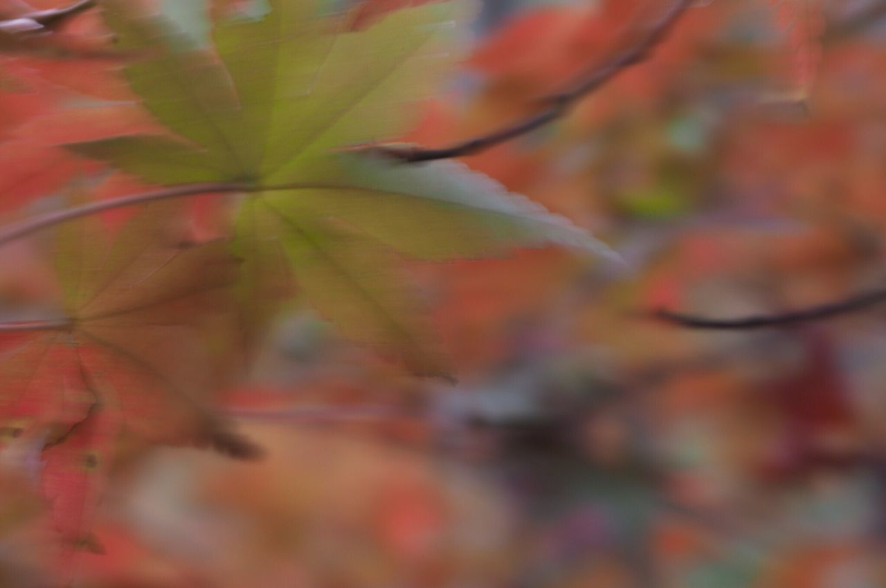 autumn, change, leaf, season, red, tree, branch, leaves, close-up, selective focus, nature, orange color, focus on foreground, full frame, growth, maple leaf, backgrounds, day, outdoors, no people