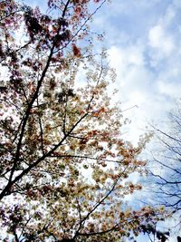 Low angle view of cherry blossom tree