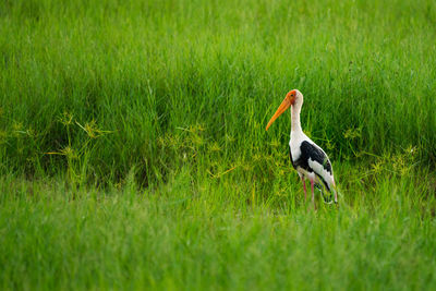 Side view of a stork in the tall grass along a river 