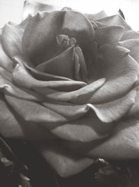 Close-up of rose