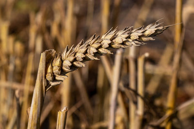 Close-up of stalks in wheat field