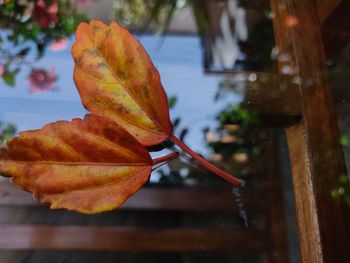 Close-up of maple leaf on water