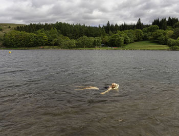 Dog on a lake