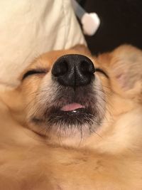 Close-up of dog relaxing on bed at home