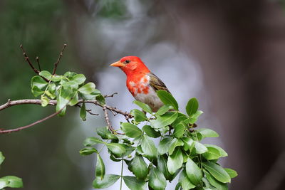 Close-up of bird perching on plant