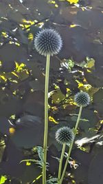 Flowers blooming in bloom