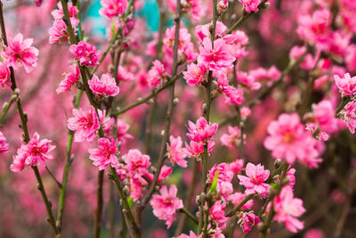 Close-up of pink flower