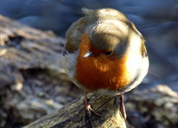 Close-up of a bird