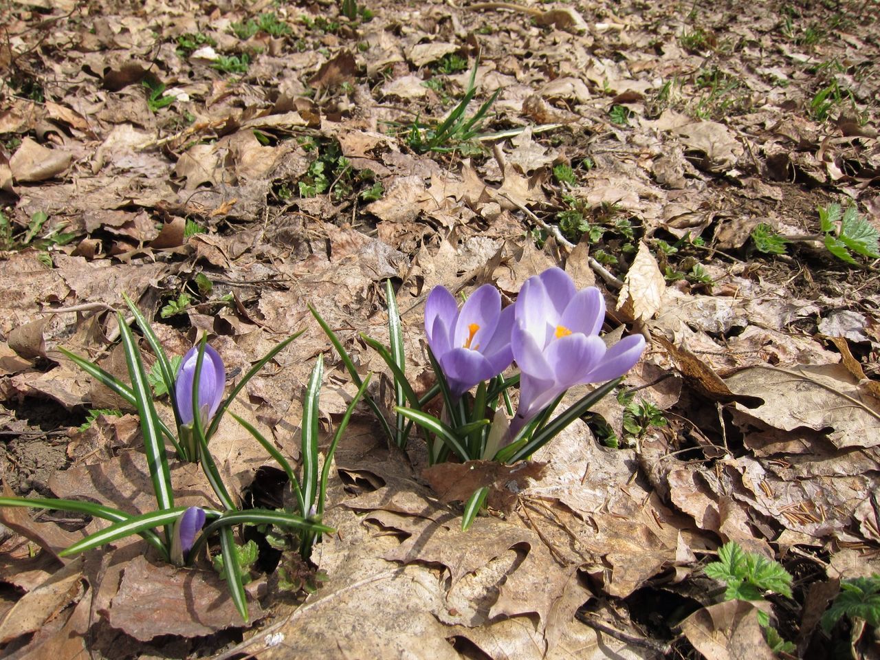 Crocus