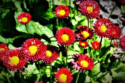 Close-up of red flowers blooming outdoors