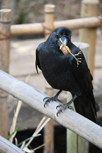 Close-up of bird perching on railing