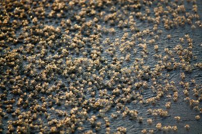 Full frame shot of sand