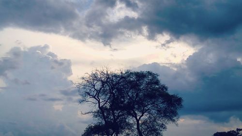 Low angle view of bare trees against sky