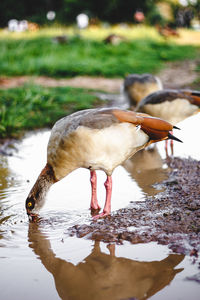 Duck drinking water in a lake