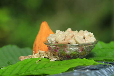 Close-up of leaf on plant