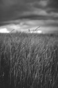 Close-up of crops on field against sky