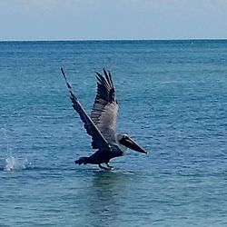 Bird flying over water