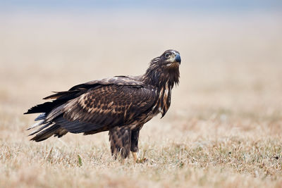 Side view of eagle on grassy field