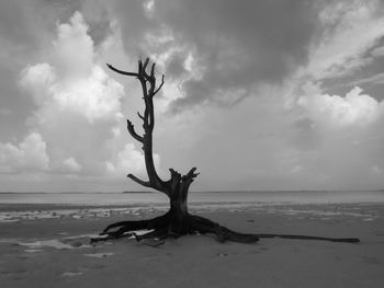 Dead tree on beach against sky