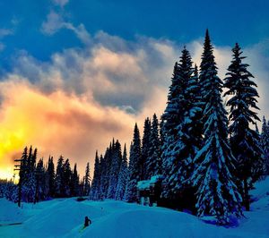 Snow covered trees against sky