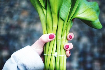 Close-up of cropped hand holding plant