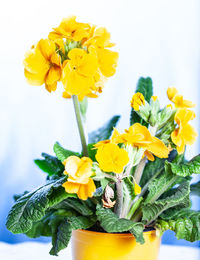 Close-up of yellow flowers in vase