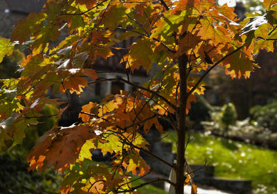 Close-up of yellow maple leaves on tree