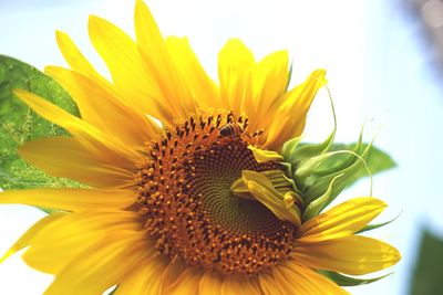 Close-up of sunflower blooming outdoors