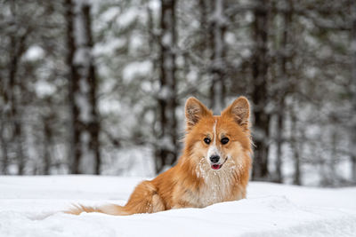 Portrait of dog on snow field