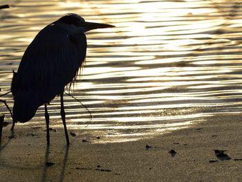 Birds in water