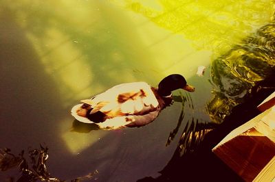 High angle view of ducks swimming in lake