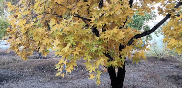 Close-up of autumn leaves on tree