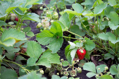 Red berries growing on plant