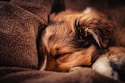 Close-up of dog sleeping on bed at home