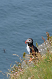 Puffinnon cliff face amongst wild flowers