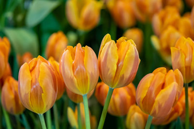 Close-up of yellow tulips on field