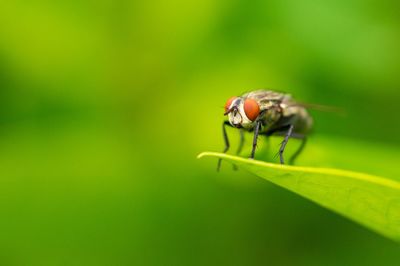 Close-up of fly on leaf