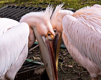 View of birds on field