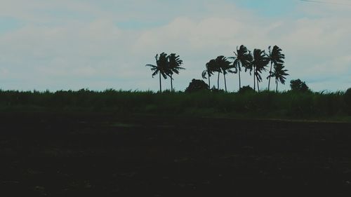 Silhouette of palm trees against sky