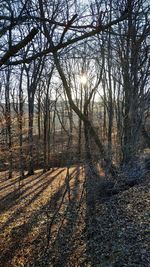 Bare trees on field in forest against sky