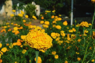 Close-up of yellow flowering plant in field