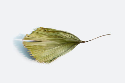 Close-up of leaf on white background