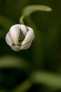 Close-up of white flowering plant