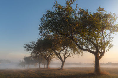 Trees on field against sky during sunset