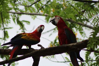 Low angle view of macaws birds perching on tree