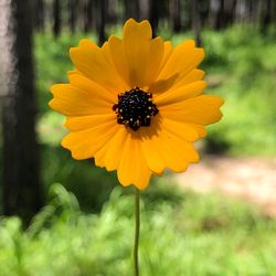 Close-up of yellow flower